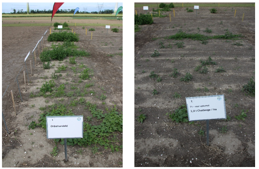 challenge aardappel onbehandeld en behandeld.png